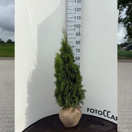 Thuja Smaragd 80-100 cm, RB » S » Outlet