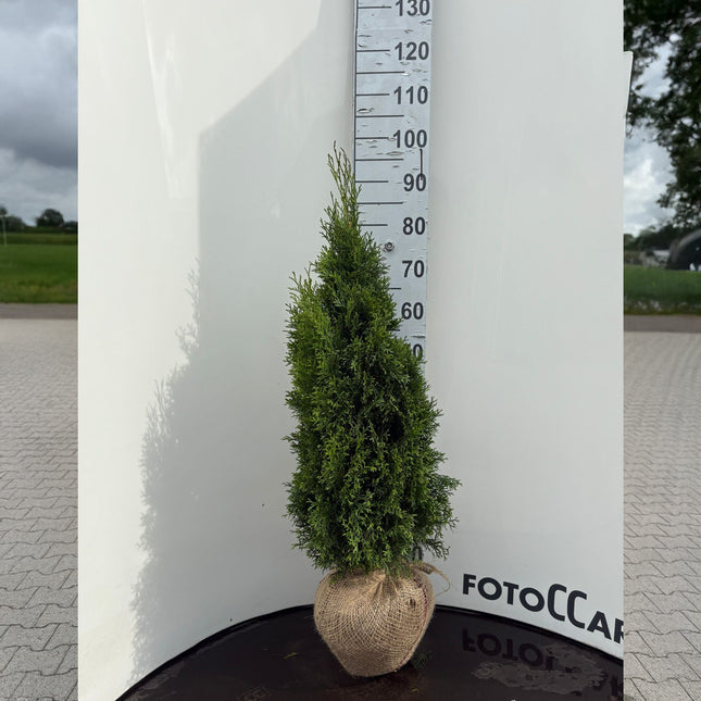 Thuja Smaragd 80-100 cm, RB » S » Outlet