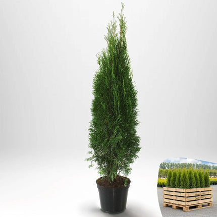 Thuja Smaragd 140-160 cm, Co 10 » S