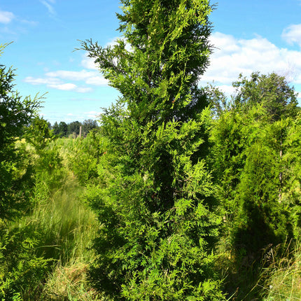 Thuja Brabant 150-175 cm 2:a klass - Svenskodlad