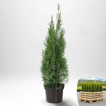 Thuja Smaragd 40-60 cm Co 2-3 » S