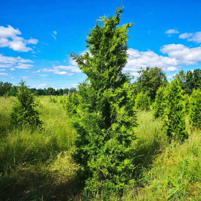 Köp Thuja Brabant 150-175 cm 2:a klass - Svenskodlad Svedberga Plantskola AB Häckväxter