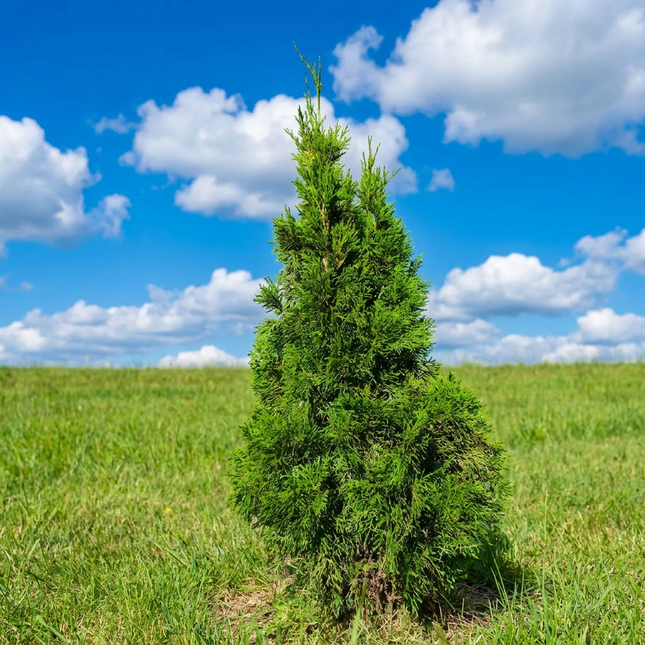 Köp Thuja Smaragd 100-125 cm 2:a klass - Svenskodlad Svedberga Plantskola AB Häckväxter