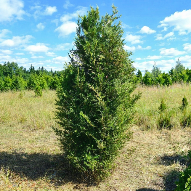 Köp Thuja Martin 250-300 cm 2:a klass - Svenskodlad Svedberga Plantskola AB Häckväxter