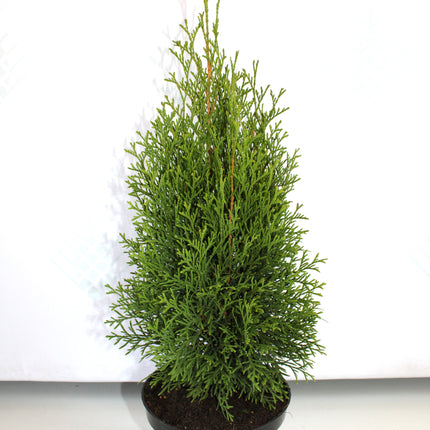 50% Rabatt - Thuja Smaragd 40/60 - 55 st - Fraktfri