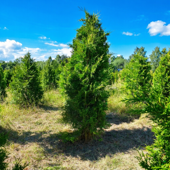 Köp Thuja Brabant 250-300 cm 2:a klass - Svenskodlad Svedberga Plantskola AB Häckväxter