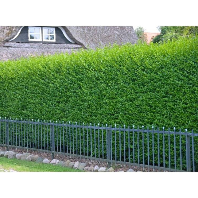 Köp Vintergrön Liguster Ovalifolium 100-125 cm Co 7,5 - Kval LQ Remco