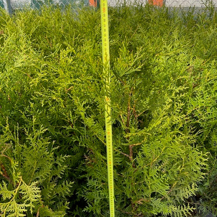 Köp Thuja Brabant 50+ cm Co 3L – 32 st parti | Endast avhämtning Mjölby Remco Thuja Brabant
