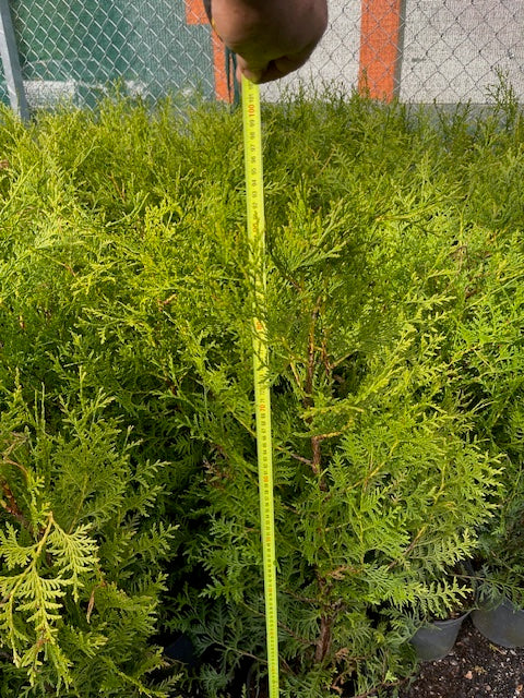 Köp Thuja Brabant 50+ cm Co 3L – 32 st parti | Endast avhämtning Mjölby Remco Thuja Brabant