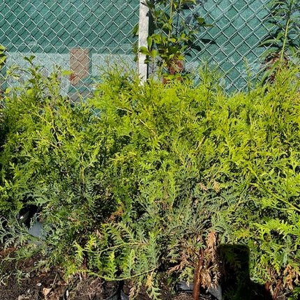 Köp Thuja Brabant 80–100 cm Co – 40 st parti | Endast avhämtning Mjölby Remco Thuja Brabant