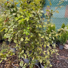 Köp Carpinus betulus Avenbok 120–140 cm Co 5L LQ – 9 st parti | Endast avhämtning Mjölby Remco Thuja Brabant
