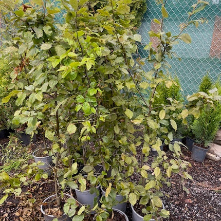 Köp Carpinus betulus Avenbok 120–140 cm Co 5L LQ – 9 st parti | Endast avhämtning Mjölby Remco Thuja Brabant