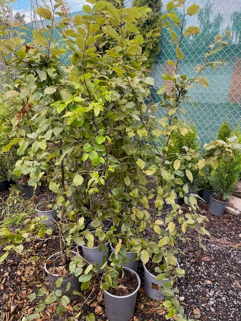 Köp Carpinus betulus Avenbok 120–140 cm Co 5L LQ – 9 st parti | Endast avhämtning Mjölby Remco Thuja Brabant