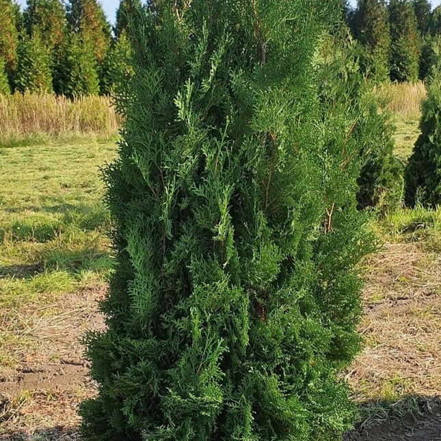 Thuja Columna Pelarthuja XL 180+ RB - Kval LQ