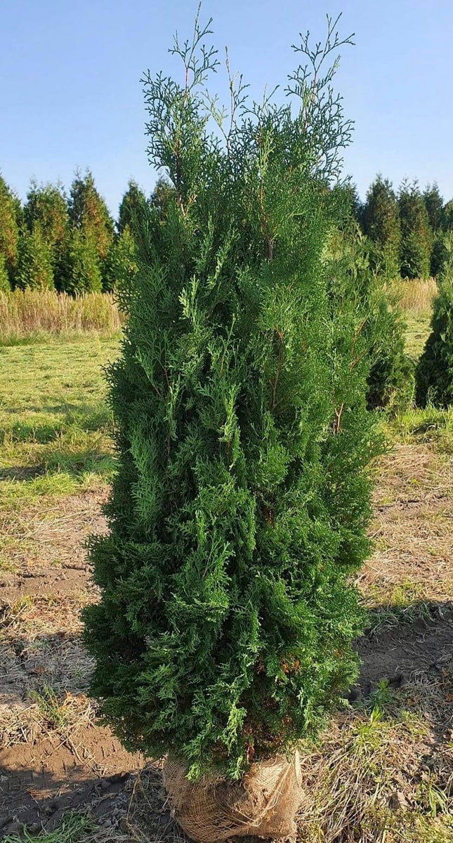 Köp Thuja Columna Pelarthuja XL 240+ RB - Kval LQ Remco