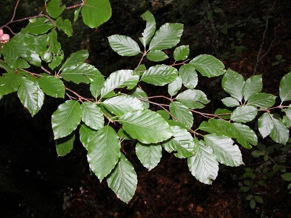 Fagus Sylvatica