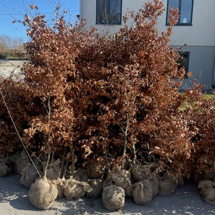 Köp Fagus Sylvatica (Bok) 220-250 cm RB – LQ Kvalitet | Häckplantor - 55 st pack Remco Thuja Brabant
