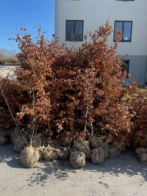 Köp Fagus Sylvatica (Bok) 220-250 cm RB – LQ Kvalitet | Häckplantor - 55 st pack Remco Thuja Brabant