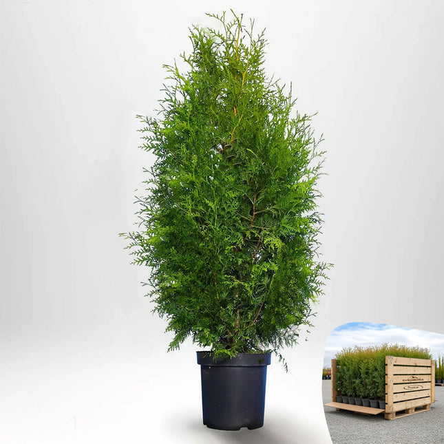 Thuja Brabant 120-140 cm, Co 10 » LQ