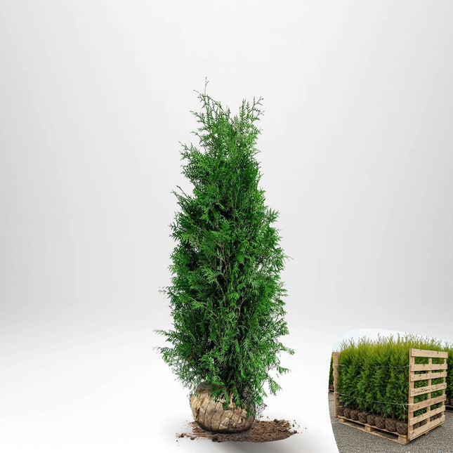 Thuja Brabant 120-140 cm, RB » A
