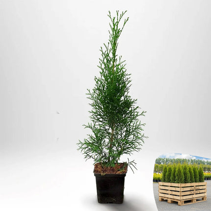 Thuja Smaragd 20-40 cm, Co 1/P9 » A