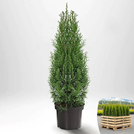 Thuja Smaragd 60-80 cm, Co 2-3 » S