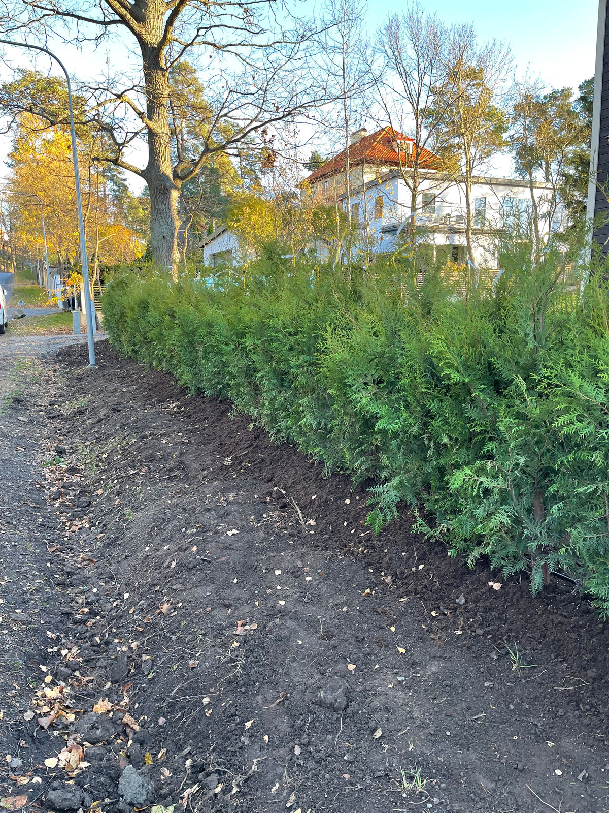 Thuja Brabant 180-200cm