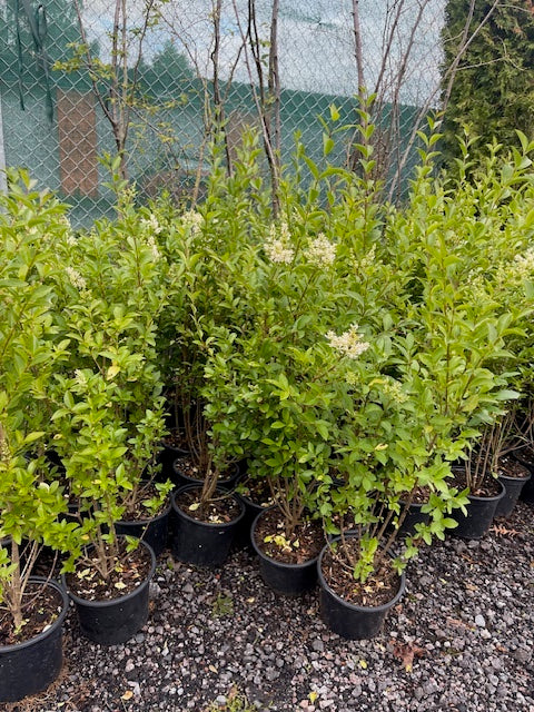 Köp Ligustrum atrovirens 60–80 cm Co – LQ Kvalitet | 80 st parti | Endast avhämtning Mjölby Remco Thuja Brabant