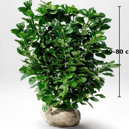 Köp Prunus laurocerasus Novita 60-80 cm RB – LQ Kvalitet | 40 st pack - Fri Frakt Remco Thuja Brabant