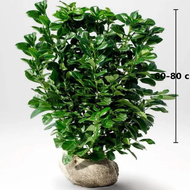 Köp Prunus laurocerasus Novita 60-80 cm RB – LQ Kvalitet | 40 st pack - Fri Frakt Remco Thuja Brabant