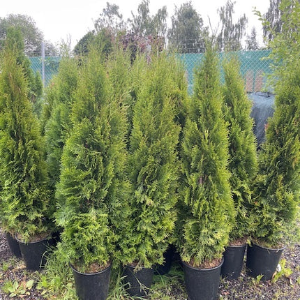 Köp Thuja Smaragd 120–140 cm Co 10L LQ – 25 st parti | Endast avhämtning Mjölby Remco Thuja Brabant