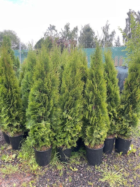 Köp Thuja Smaragd 120–140 cm Co 10L LQ – 25 st parti | Endast avhämtning Mjölby Remco Thuja Brabant