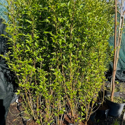 Köp Ligustrum atrovirens 150–175 cm Co – LQ Kvalitet | 80 st parti | Endast avhämtning Mjölby Remco Thuja Brabant