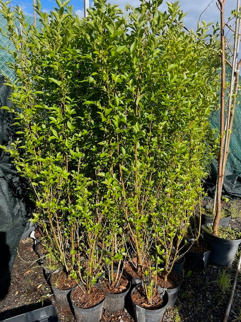 Köp Ligustrum atrovirens 150–175 cm Co – LQ Kvalitet | 80 st parti | Endast avhämtning Mjölby Remco Thuja Brabant