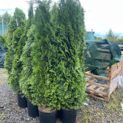 Köp Thuja Smaragd 160–180 cm Co 12–19L LQ – 21 st parti | Endast avhämtning Mjölby Remco Thuja Brabant