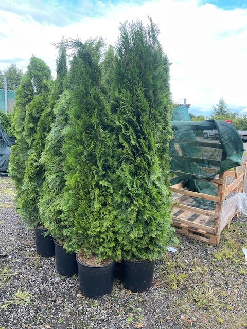 Köp Thuja Smaragd 160–180 cm Co 12–19L LQ – 21 st parti | Endast avhämtning Mjölby Remco Thuja Brabant