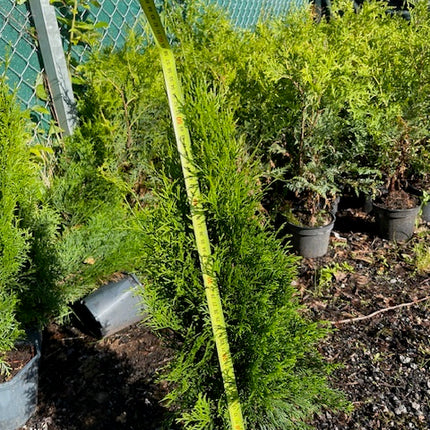 Köp Thuja Smaragd 60–80 cm Co 3L LQ – 25 st parti | Endast avhämtning Mjölby Remco Thuja Brabant