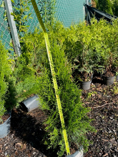 Köp Thuja Smaragd 60–80 cm Co 3L LQ – 25 st parti | Endast avhämtning Mjölby Remco Thuja Brabant