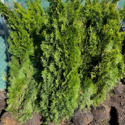 Köp Thuja Smaragd 140–160 cm RB – 32 st parti | Endast avhämtning Mjölby Remco Thuja Brabant
