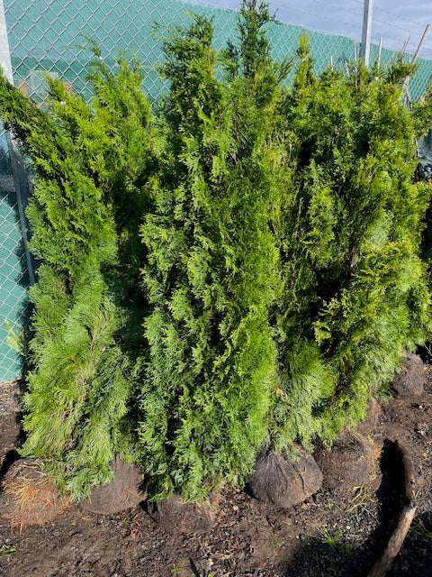Köp Thuja Smaragd 140–160 cm RB – 32 st parti | Endast avhämtning Mjölby Remco Thuja Brabant
