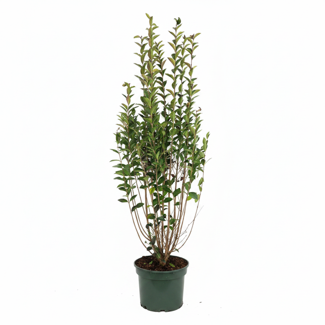 Köp Vintergrön Liguster Ovalifolium 125-150 cm Co 7,5 - Kval LQ Remco