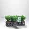 Köp 100 st Buxbom - Buxus Sempervirens, 12-15 cm P9 - Fraktfritt Kvalité: LQ