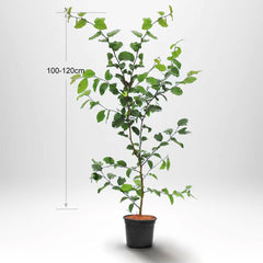 Köp Avenbok"Carpinus betulus" krukodlad 100-120cm Co 3 - Kvalitet A Kvalité: A Avenbok