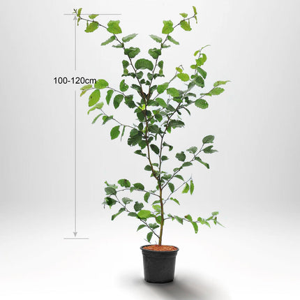 Avenbok"Carpinus betulus" krukodlad 100-120cm Co 3 - Kvalitet A