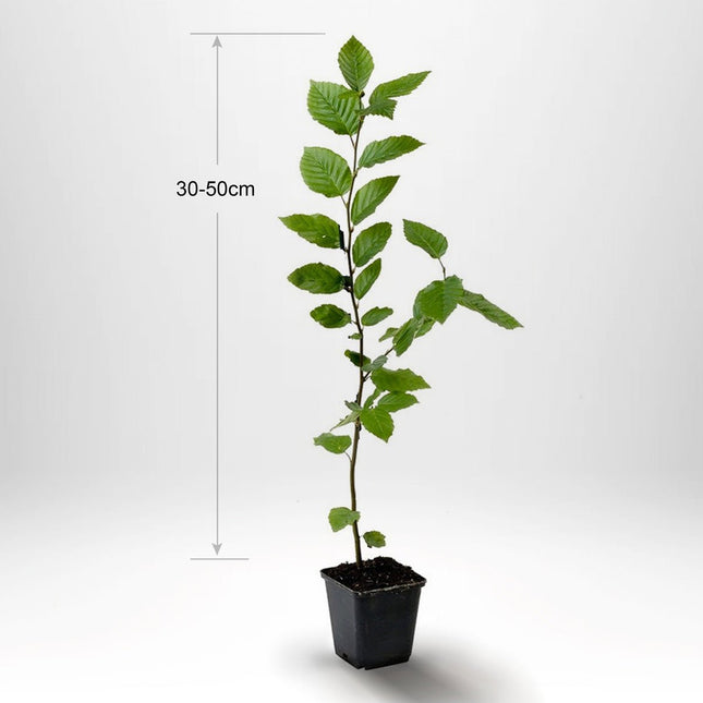 Avenbok,"Carpinus betulus" krukodlad 30-50 cm P9/11 - Kvalitet A