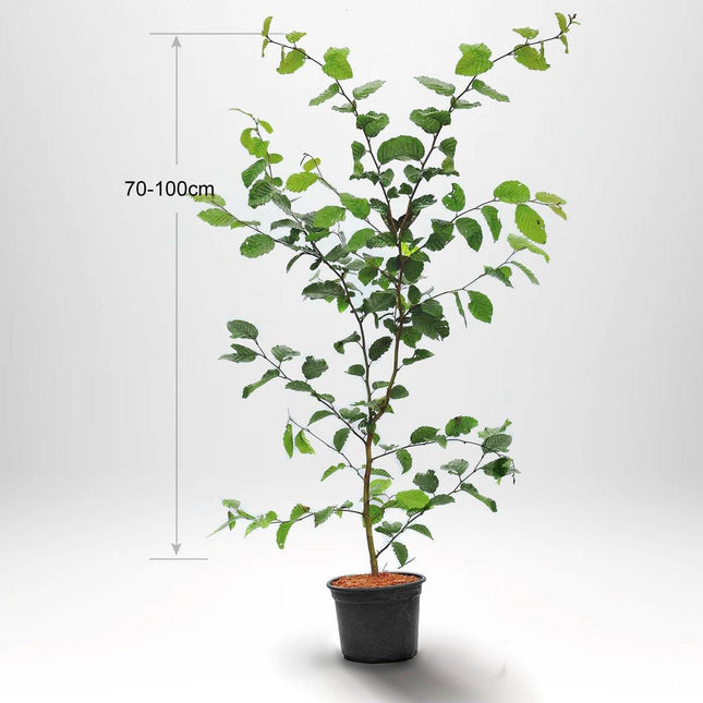 Köp Avenbokshäck – Carpinus betulus - 80-100 cm - Kvalitet LQ - Co 2,5 Remco Avenbok