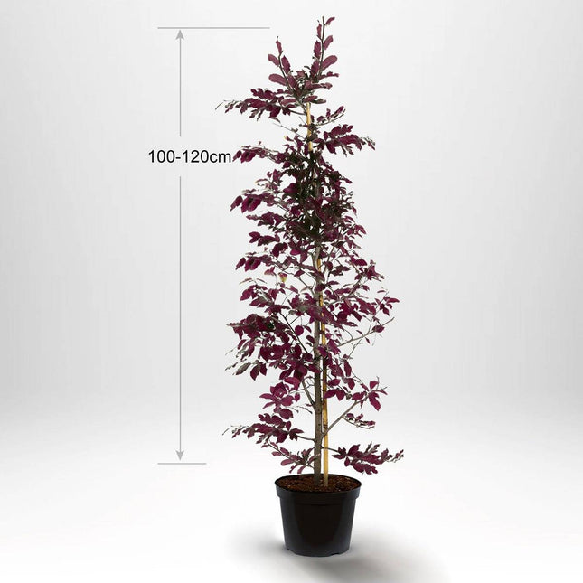 Köp Blodbok, krukodlad 80-100cm med stöd - Co 5 Remco Blodbok