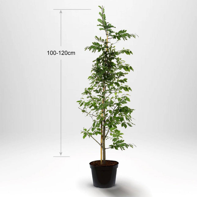 Köp Bok, krukodlad 100-120cm - Co 2 - Kvalitet A Remco Bok