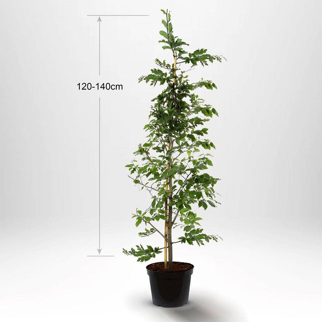 Köp Bok - Fagus sylvatica krukodlad 120-140cm - Co 5 - Kvalitet A Remco Bok