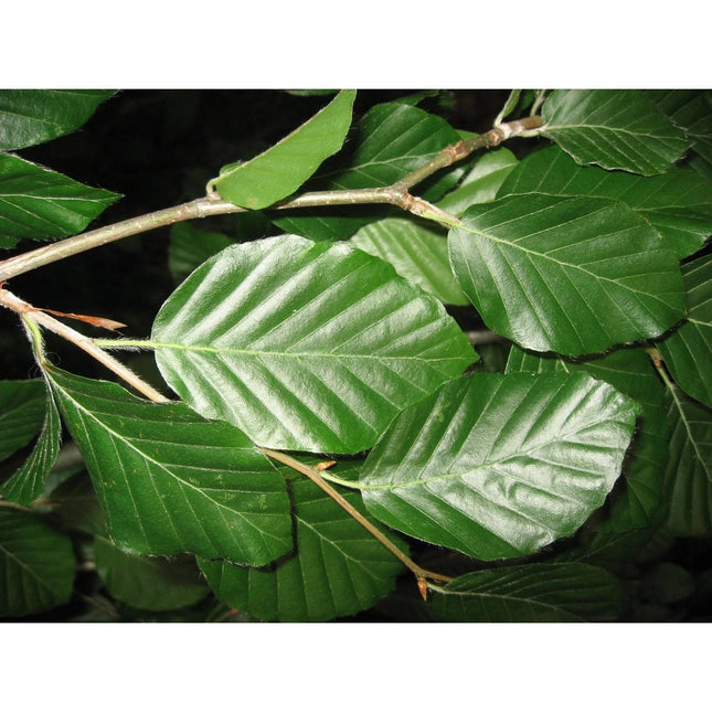 Köp Bok - Fagus sylvatica krukodlad 120-140cm - Co 5 - Kvalitet A Remco Bok